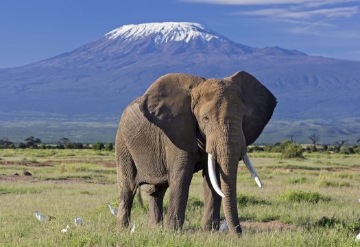 elephant-bull-front-of-kilimanjaro-amboseli