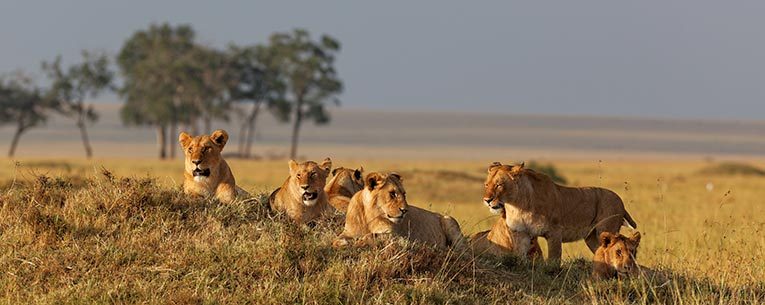 serengeti-big-five-1