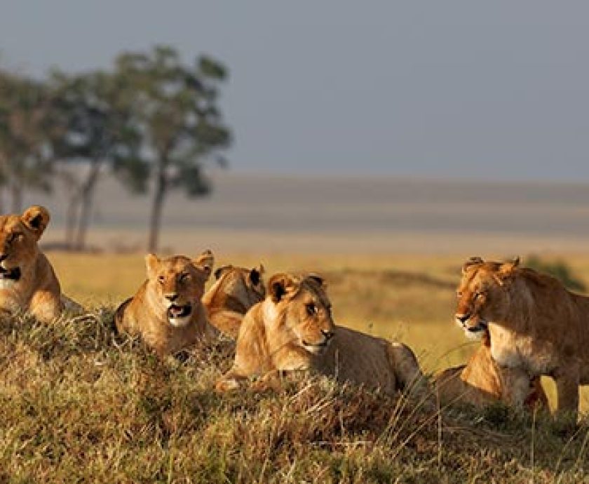 serengeti-big-five-1